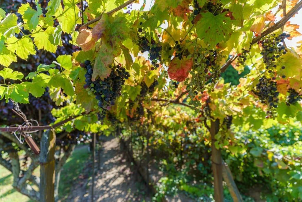 Quinta De Villa Franca - Douro Peso da Regua Bagian luar foto